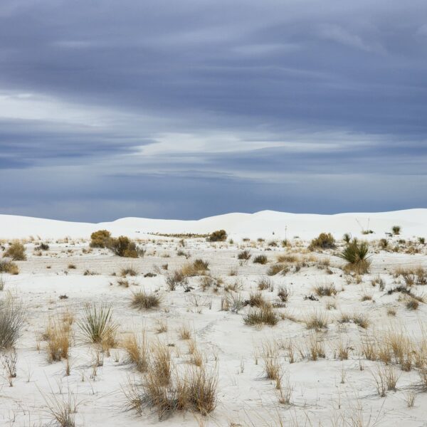 Vegetation on the dunes